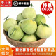 青岛莱西马连庄新鲜水果甜瓜葵小杰脆甜瓜时令水果香瓜甜宝蜜宝王