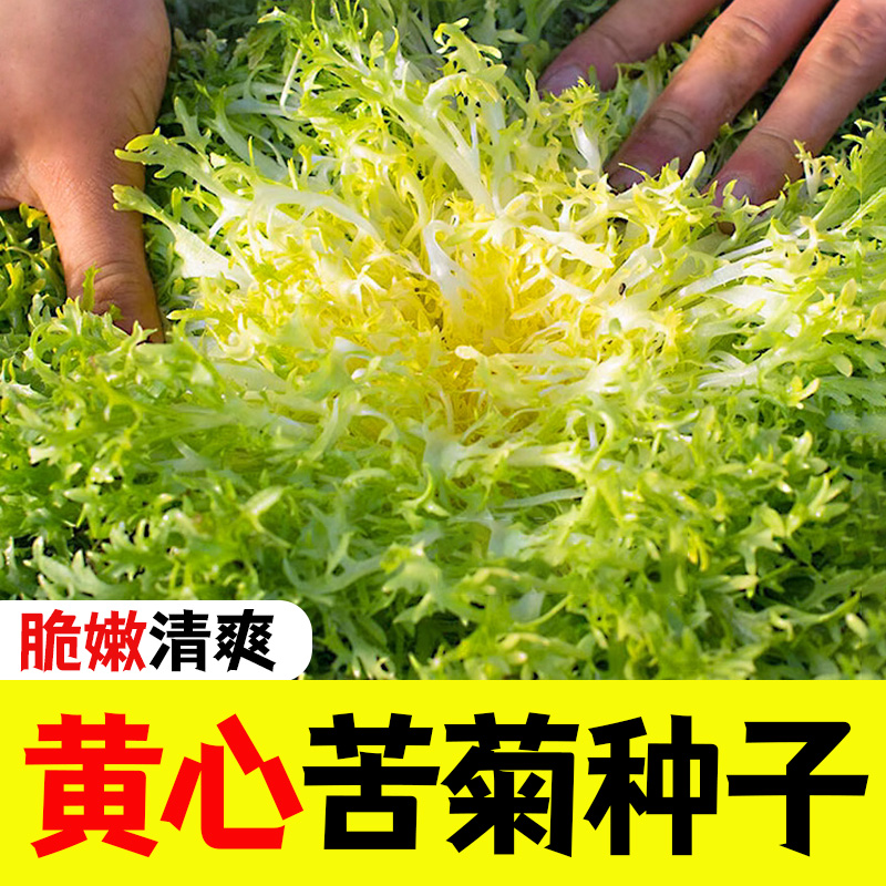 黄心苦菊种子花叶苦菊菜籽种细叶苦营耐热四季季室内盆栽蔬菜种子