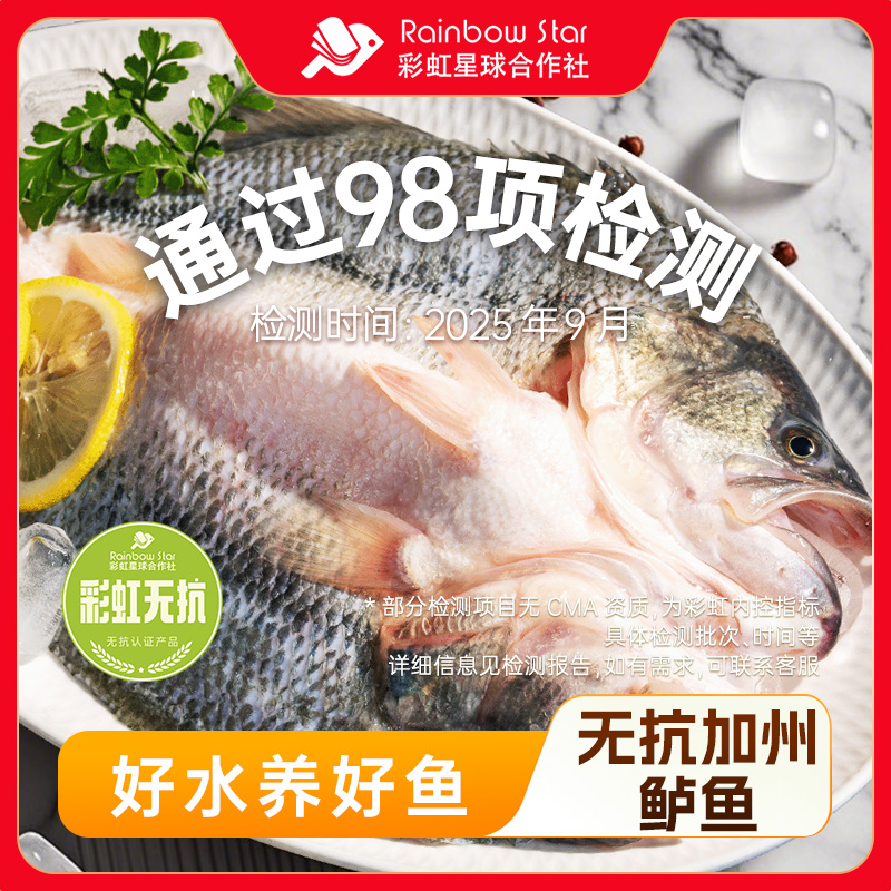 彩虹星球淡水无抗鲈鱼