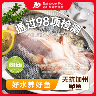 彩虹星球无抗 冰冻去鳃去鳞去内脏淡水鲈鱼 淡水加州鲈鱼2条装