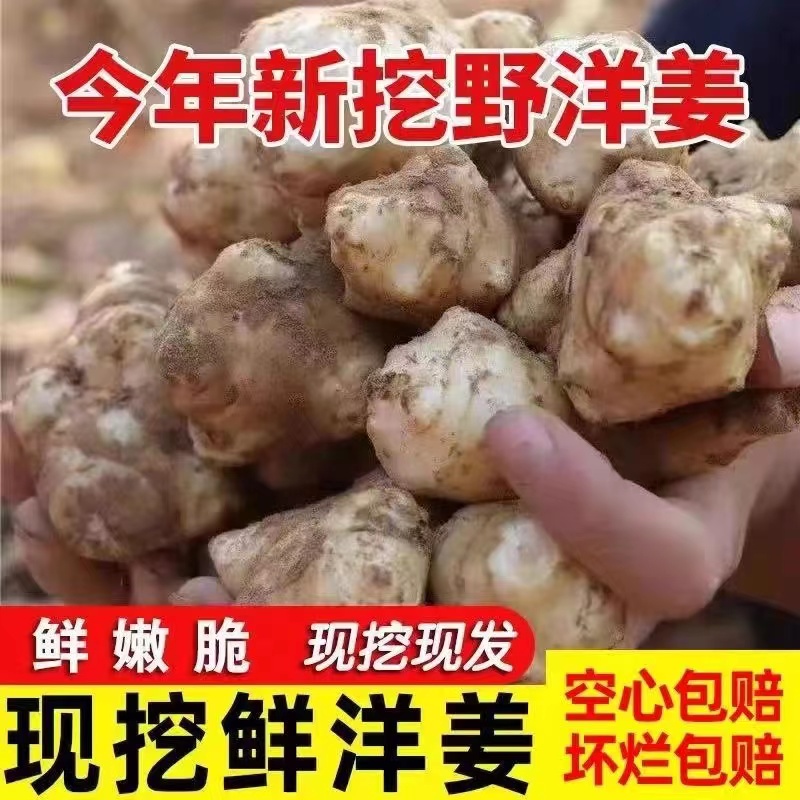【现挖现发】农家鲜洋姜野生新鲜洋姜不辣沙地姜蔬菜菊芋2/5/10斤
