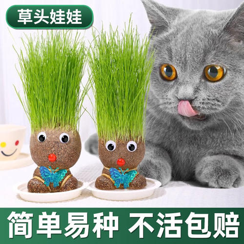 虫虫菜园头上长草娃娃小盆栽种草