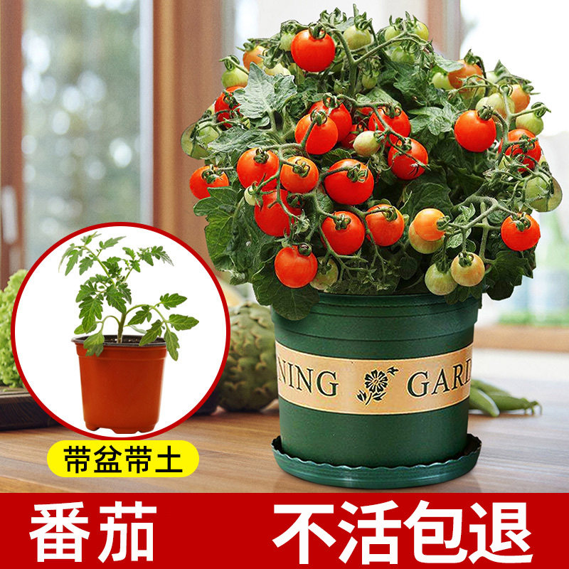 蔬菜番茄苗圣女果四季大红矮生