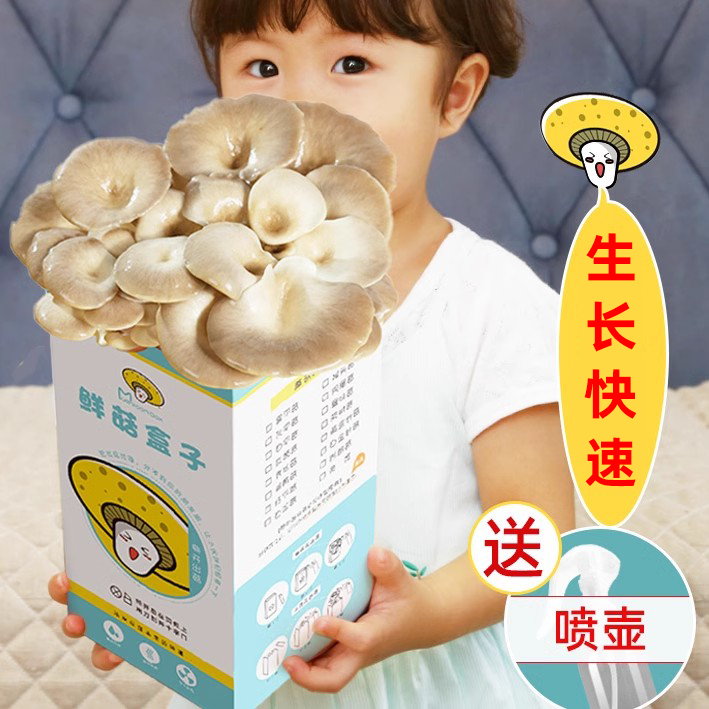 蘑菇盆栽儿童种植小观察日记植物生长幼儿园diy农场学生桌面盒子,鲜花速递/花卉仿真/绿植园艺,苔藓微景观,淘宝优惠券,粉丝福利购,淘宝优惠卷