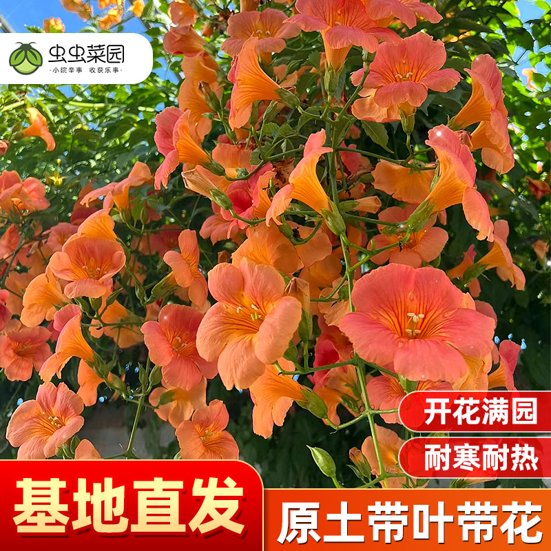 精品耐寒凌霄花苗盆栽爬藤植物图片