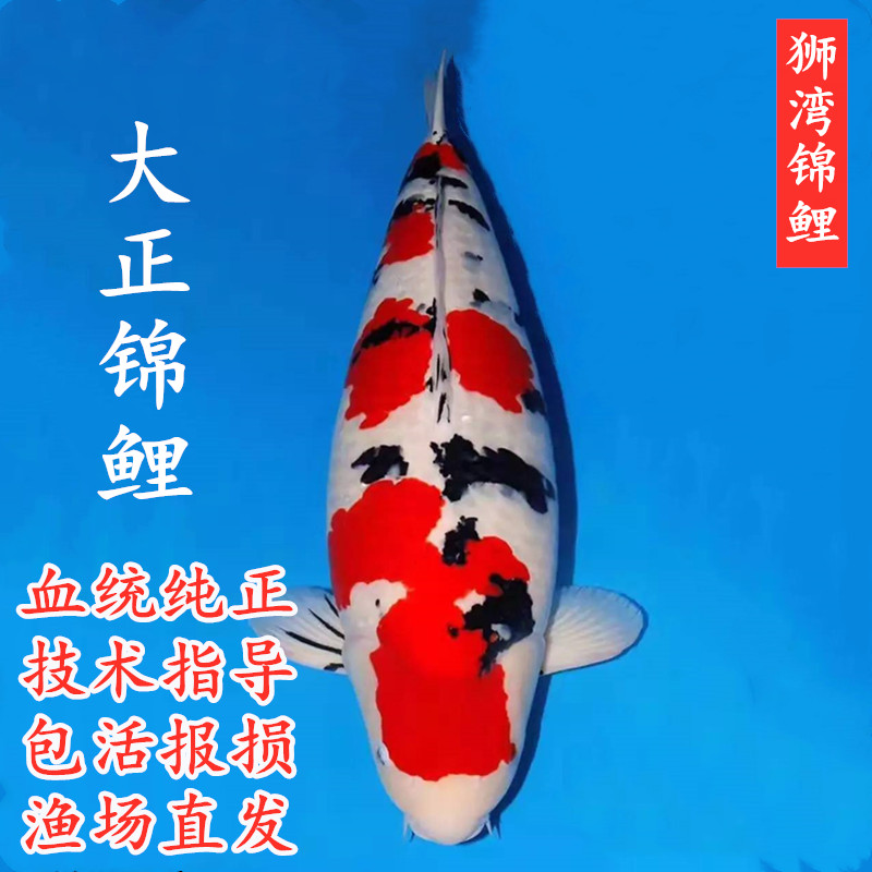 锦鲤鱼纯种大正三色红白介子昭和观赏鱼好养耐活冷水淡水小鱼苗