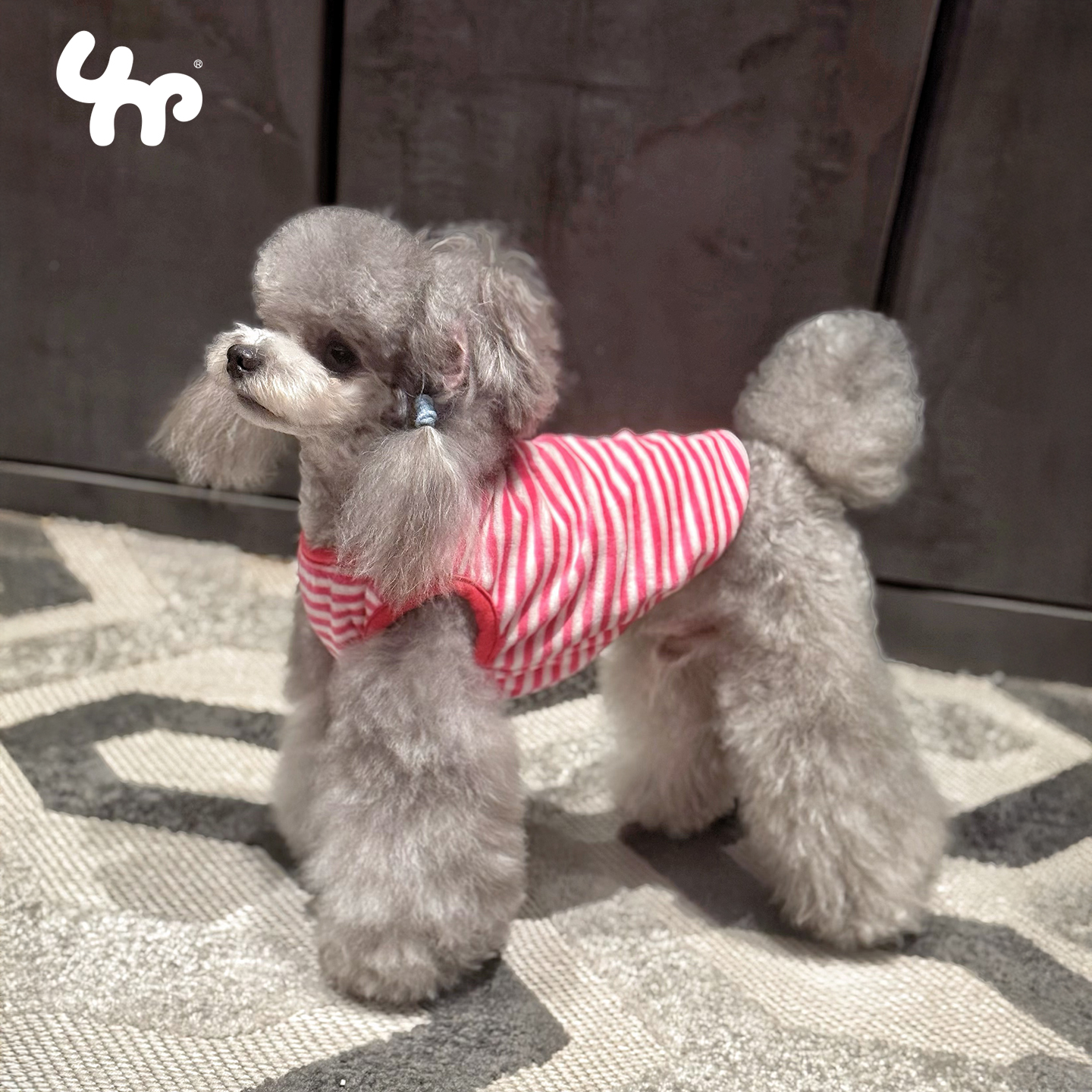 狗狗纯棉衣服春秋夏季薄款博美小狗宠物装泰迪比熊幼犬小型犬猫咪