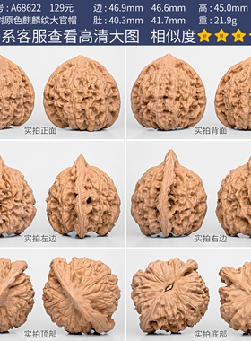 文玩核桃麒麟纹官帽核桃一物一图A68622老树白茬官帽特大尺寸47mm
