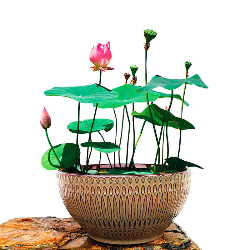 睡连荷花水培 四季睡莲种孑碗连小型水养盆景鱼缸里的绿植盆栽物