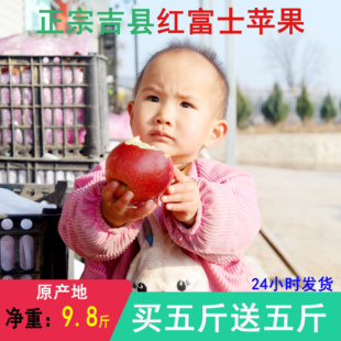 旱园牌山西吉县壶口苹果牛奶酵素光碳核肥生产含糖点19以上红富士