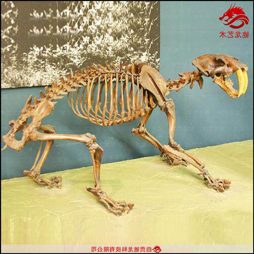 仿真剑齿虎骨架化石大型灭绝古生物骨头化石骨骼模型博物馆摆件