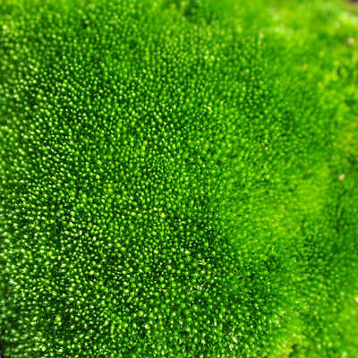 苔藓小虫草堂鲜绿青苔活水苔白发砂朵朵真曲尾羊绒蕨类植物微景观