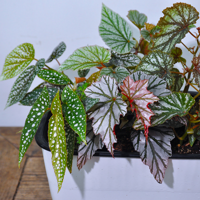 竹节秋海棠盆栽小虫草堂粉点白冰鳟鱼富士山乌头杂飞雪海威富士山