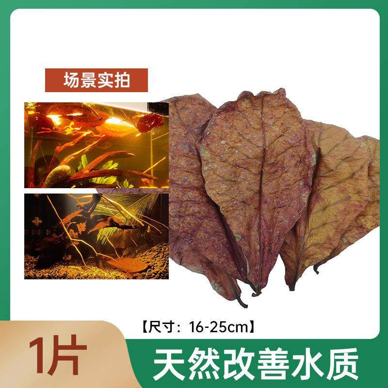 天然榄仁叶懒人叶自然抗菌软化水质与改善水质PH值斗鱼乌龟热爆款