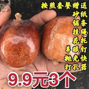 佛心果原籽老果金包玉老果原籽吊坠成品彩原果手串释迦佛心菩提。