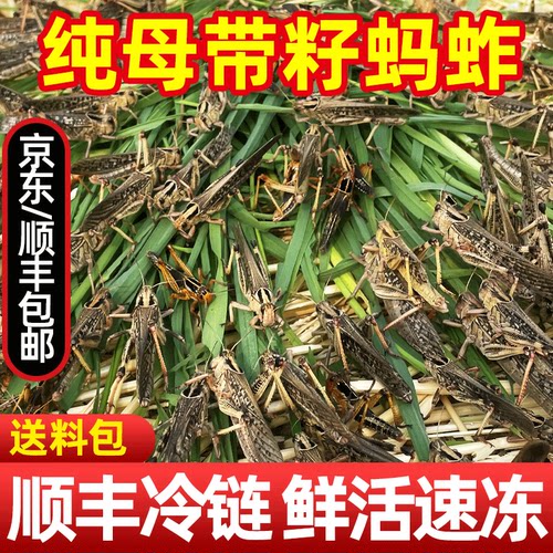 【顺丰闪发】现捕母蚂蚱活体速冻
