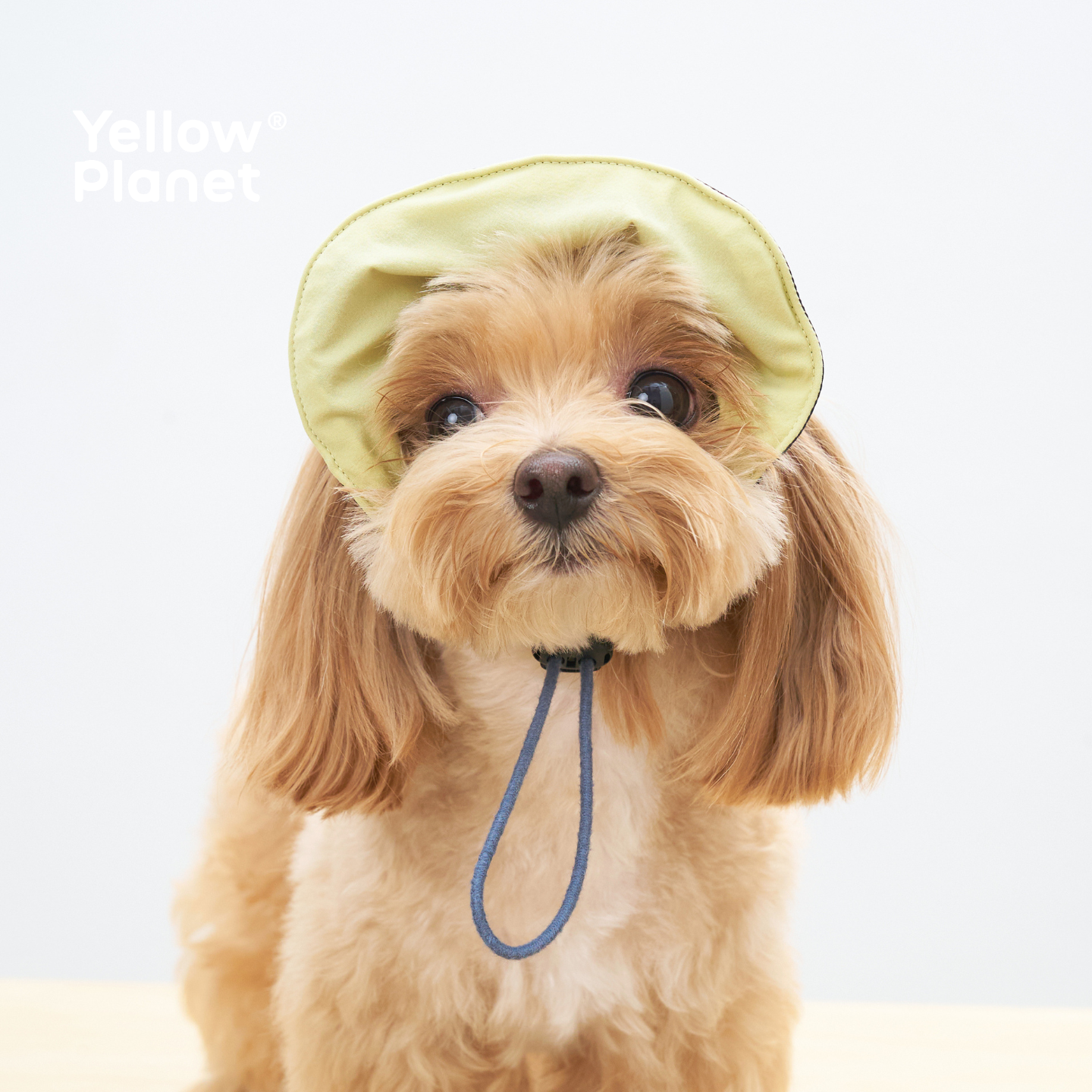 YellowPlanet绿洲系列双面可戴宠物帽超轻防晒防水狗狗帽遮阳帽