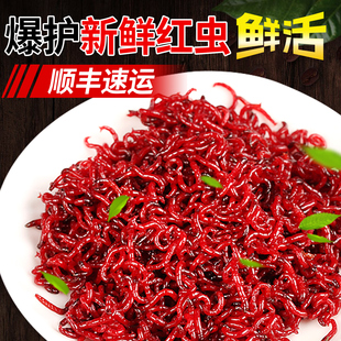 鲜活红虫特大号公虫活体活饵喂鱼饵拉饵鲫鱼野钓饵料钓鱼蚯蚓鱼饵