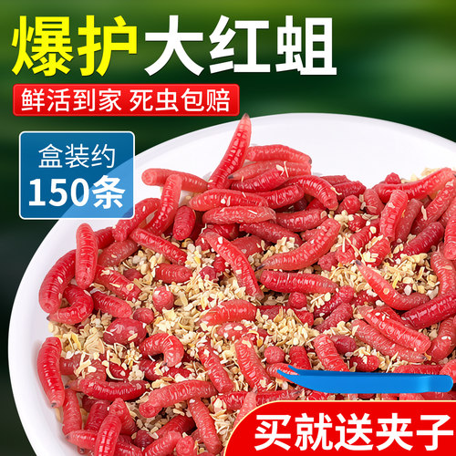 鲜活红蛆虫野钓爆护活饵