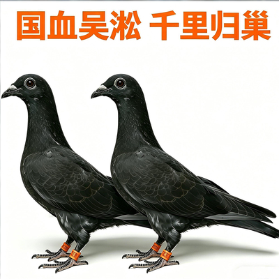 国血吴淞血统纯正 优良赛鸽 千里归巢 信鸽种鸽幼鸽