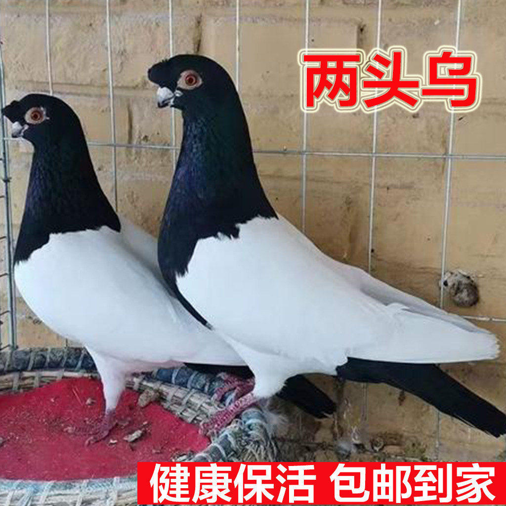 两头乌观赏鸽鸽子活物一对活体鸽幼鸽信鸽健康长嘴黑乌包活