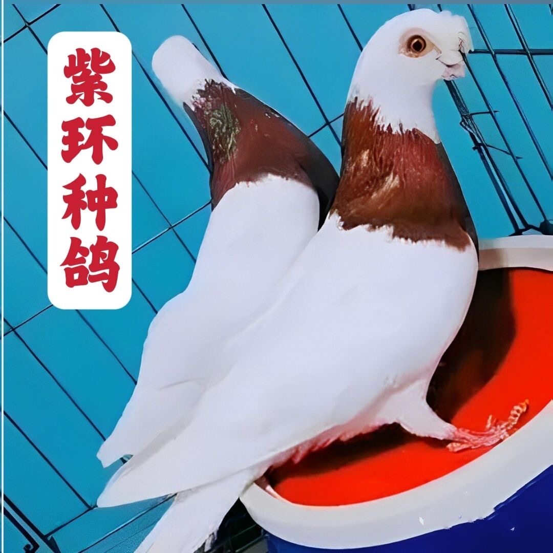 精品观赏紫环墨环鸽子种鸽幼鸽青年一对包邮包活到家