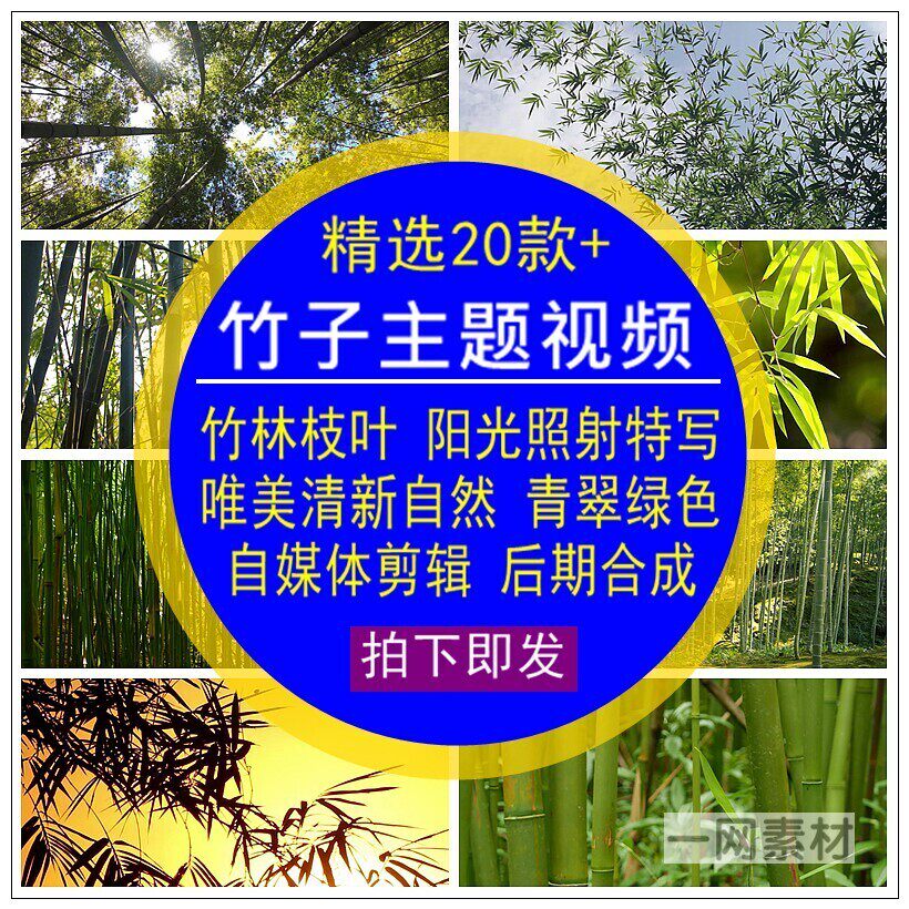 竹子主题视频竹林枝叶阳光照射唯美段子剪辑抖音高清后期合成素材 - 实物图