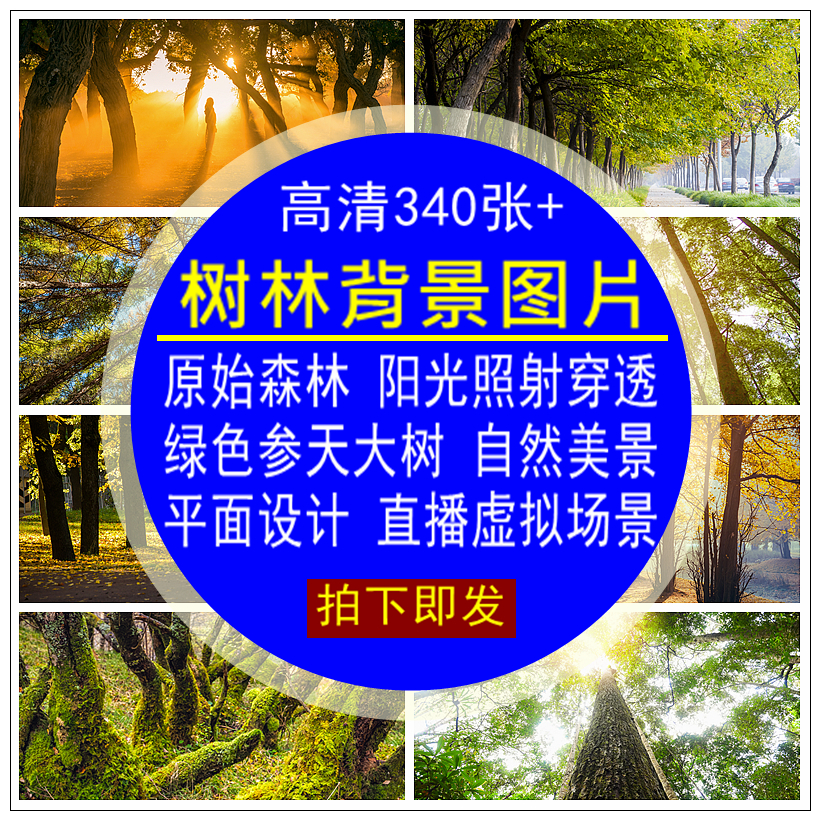 树林背景图片素材原始森林树木阳光照射自然风景播间高清虚拟场景