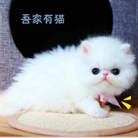 爆毛波斯猫纯白色长毛加菲猫网红小奶猫纯色幼猫灰白色加菲虎斑色