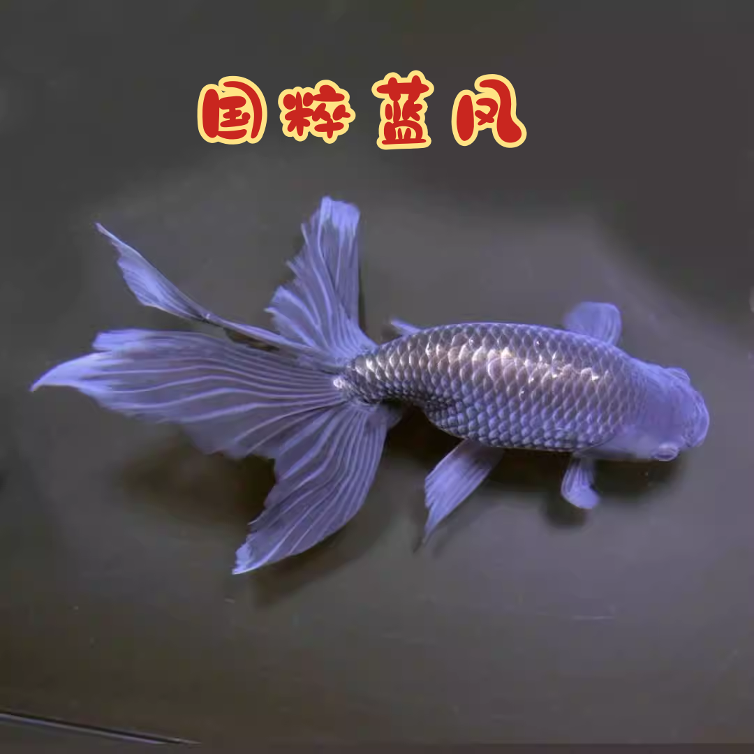 丹凤金鱼活鱼精品传统国粹好养耐活凤高小型长尾耐寒冷水观赏鱼苗