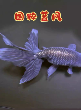 丹凤金鱼活鱼精品传统国粹好养耐活凤高小型长尾耐寒冷水观赏鱼苗