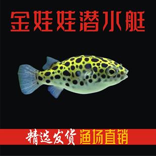 河豚鱼潜水艇鱼巧克力娃娃弓斑潜水艇热带鱼观赏鱼好养耐活气泡鱼