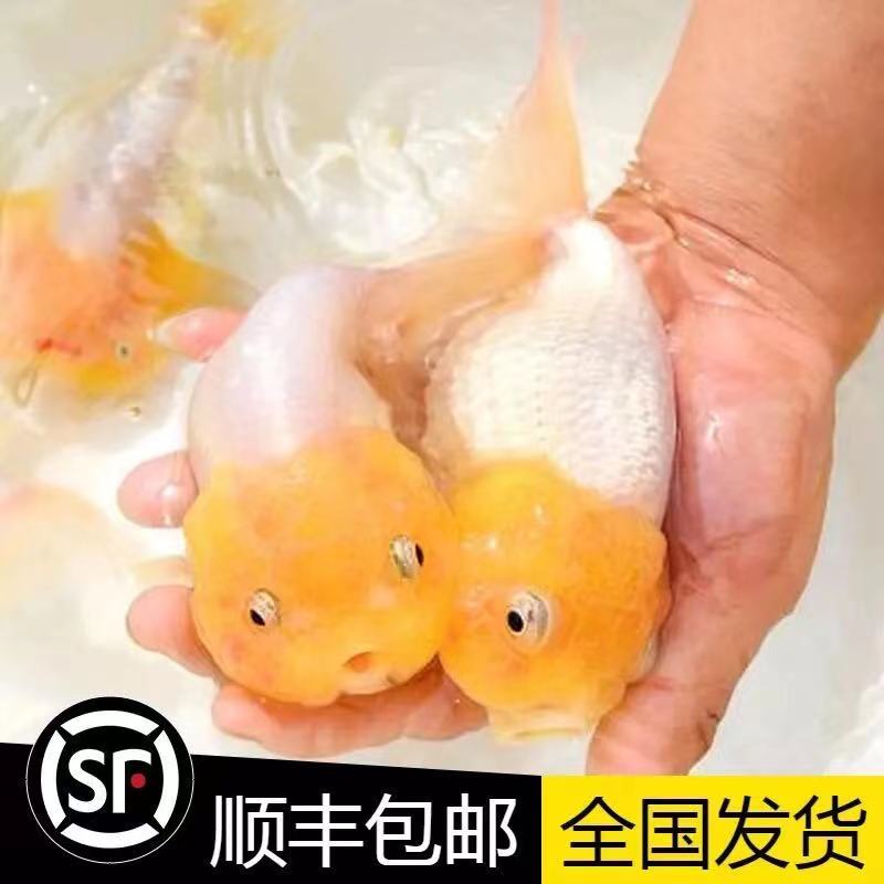 精品菠萝猫金鱼活体鱼苗观赏淡水冷水鱼蝶尾兰寿泰狮珍珠小型好养