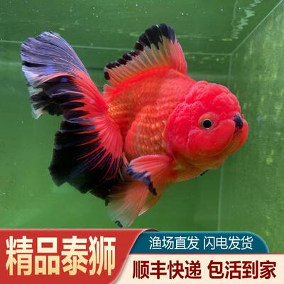 精品泰狮金鱼百褶玛丽三色小泰狮鱼元宝金鱼苗短尾f1将军鎏金国粹