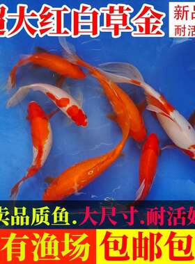 新品种红草金红白锦鲤观赏鱼超大尺寸冷水大型品种耐活好养草金鱼