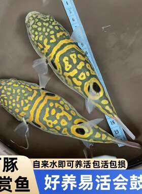 弓斑小河豚观赏鱼豹纹河豚狗头鱼