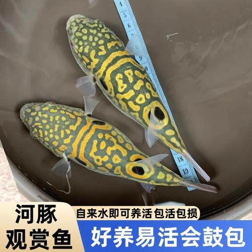弓斑小河豚观赏鱼豹纹河豚狗头鱼