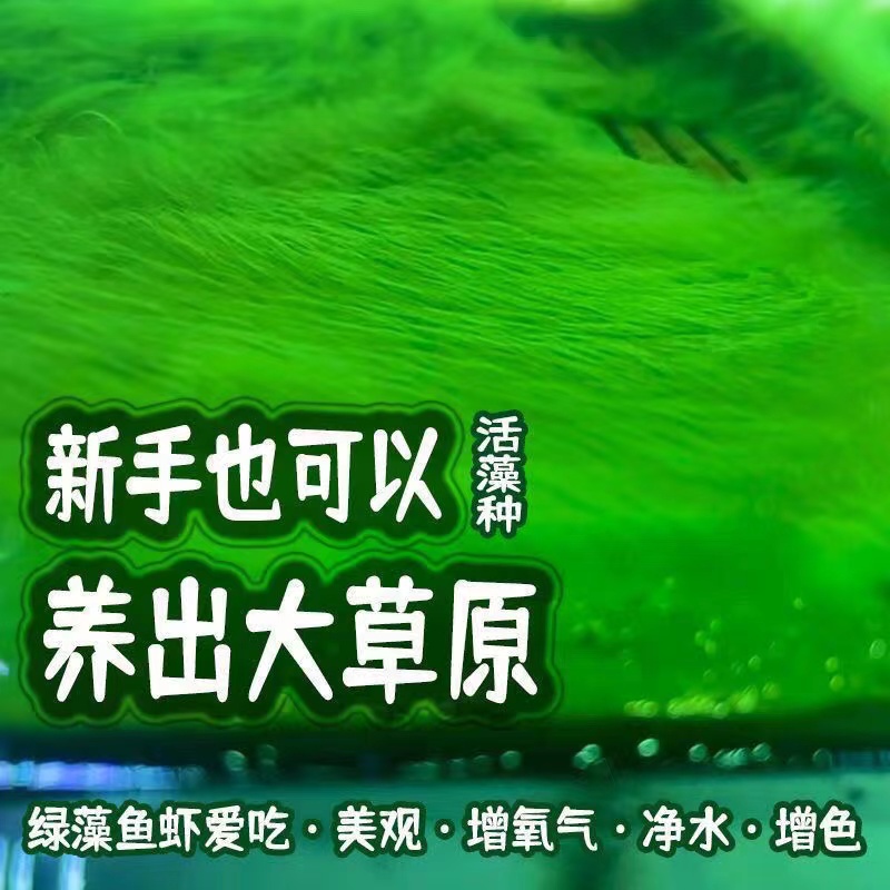 短绒藻长绒藻藻石绿藻种藻球绿藻苏虾藻绿苔种藻源鱼缸造景水草缸