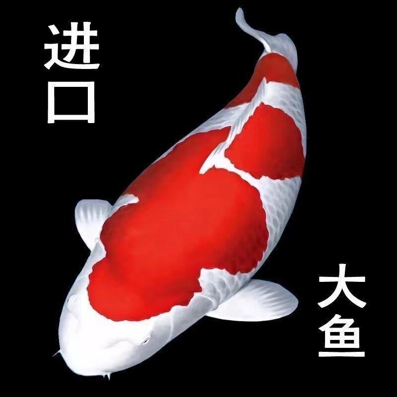 锦鲤活鱼观赏大型好养耐
