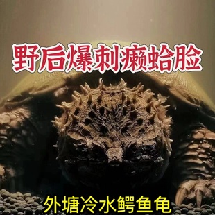 【纯正鳄龟】原种鳄龟北美杂佛霸气爆刺幼苗佛鳄龟活物观赏小乌龟