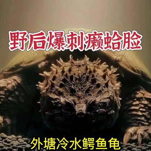 【纯正鳄龟】原种鳄龟北美杂佛霸气爆刺幼苗佛鳄龟活物观赏小乌龟