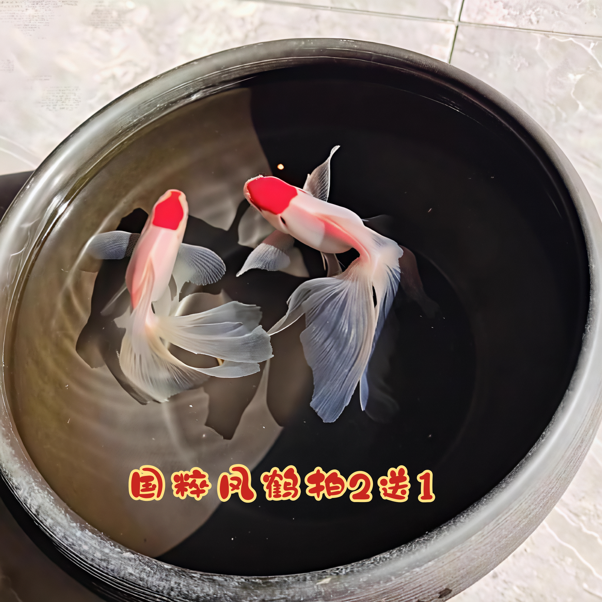 丹凤文凤凤高传统国粹金鱼活鱼观赏鱼冷水鱼金鱼淡水耐活好养金鱼