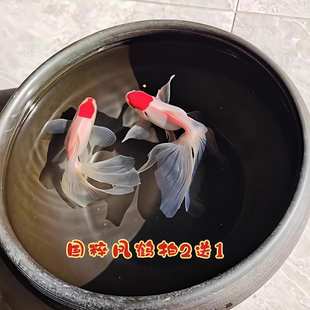 丹凤文凤凤高传统国粹金鱼活鱼观赏鱼冷水鱼金鱼淡水耐活好养金鱼