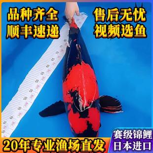 日本血统进口室外中大型锦鲤鱼活鱼观赏鱼锦鲤苗昭和大正绯写