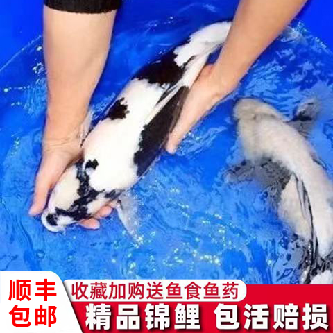 白写重墨锦鲤昭和三色淡水观赏鱼