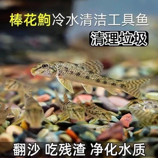 原生好养棒花鱼似建德小鳔小鳈清洁除藻翻砂冷水工具鱼淡水鱼