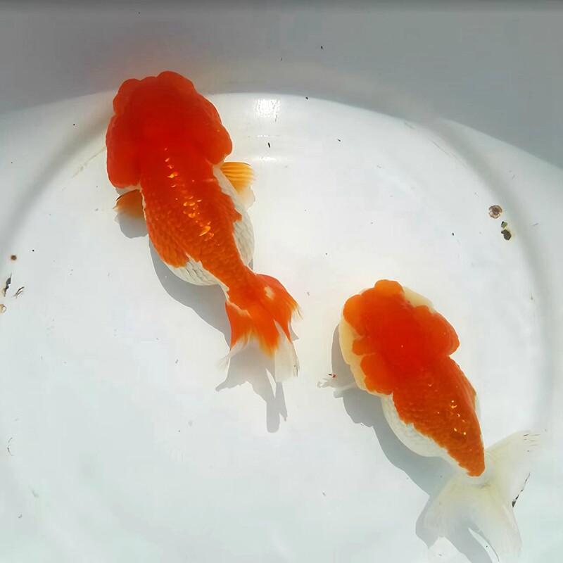 精品菠萝猫狮金鱼活鱼观赏鱼冷淡水活体好养耐活易养活玉兔小金鱼