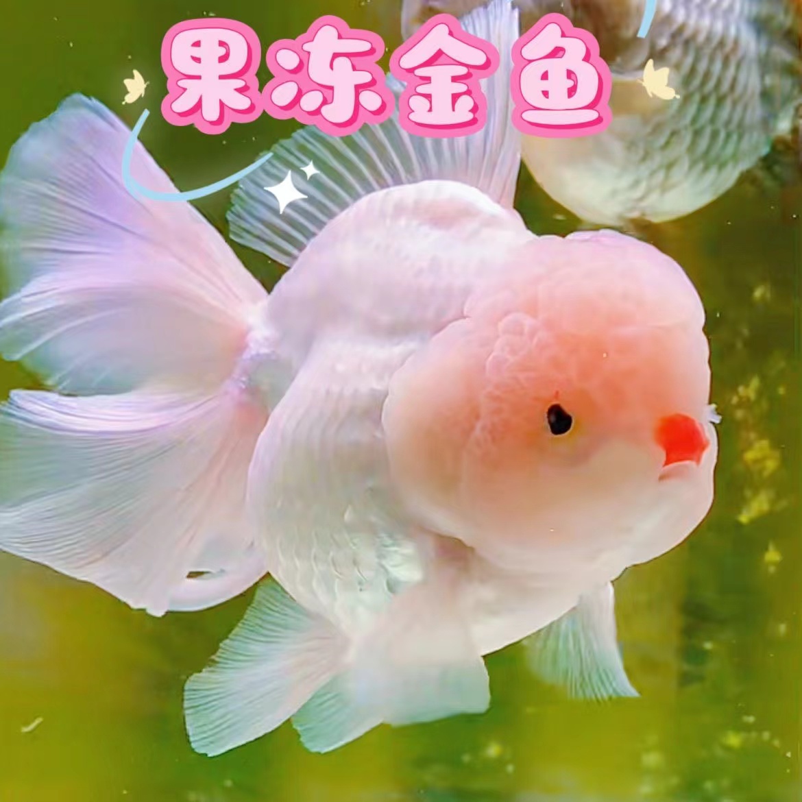 顺丰精品金鱼包邮包活冷水红黑花泰狮宠物金鱼国粹百褶裙好养耐活