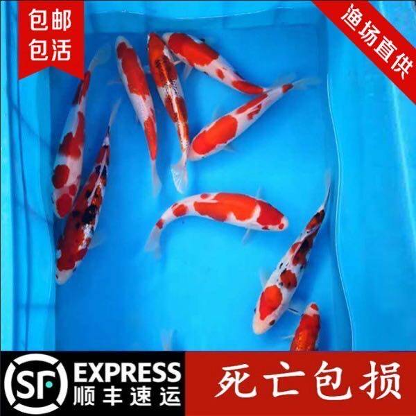 锦鲤大型纯种日本三色活体冷水鱼