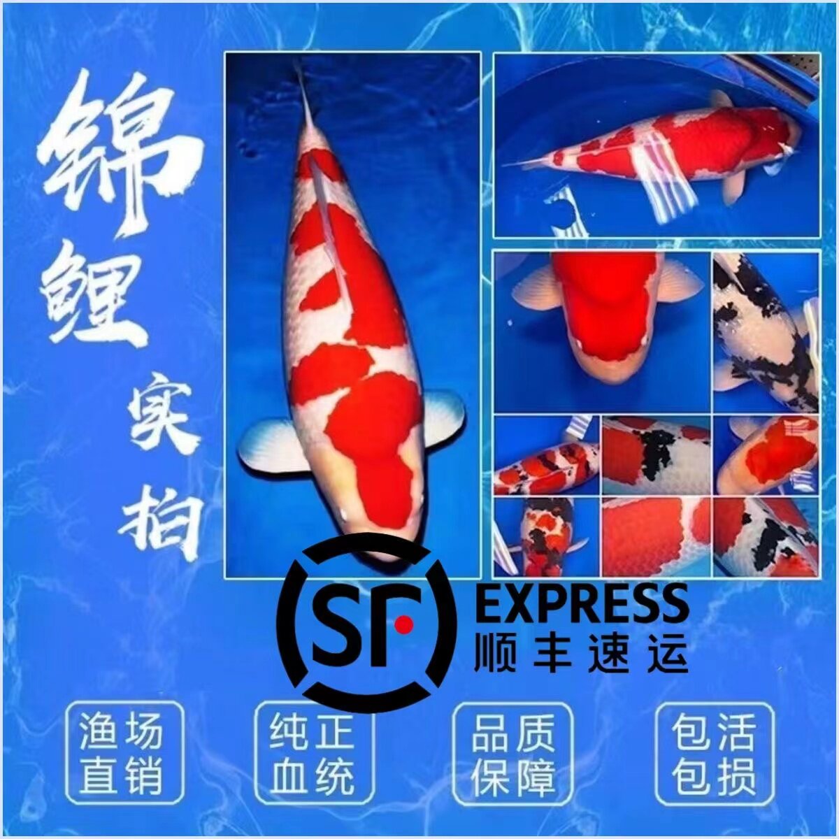 锦鲤活体鱼锦鲤日本淡水观赏鱼
